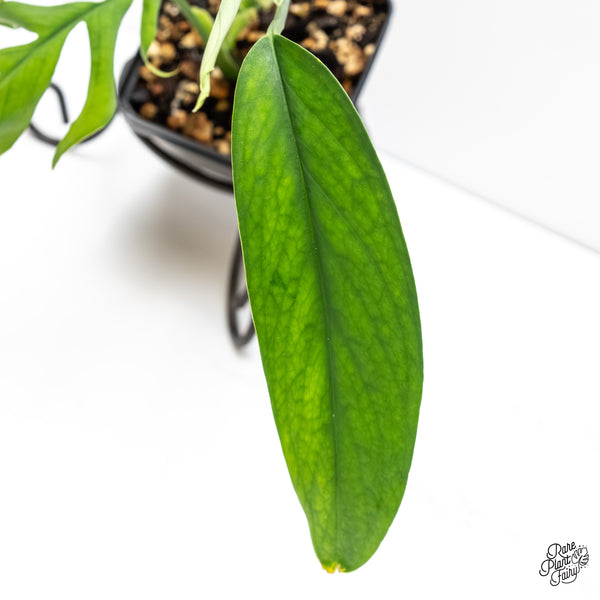 Monstera 'Croatii' (wk6-G)