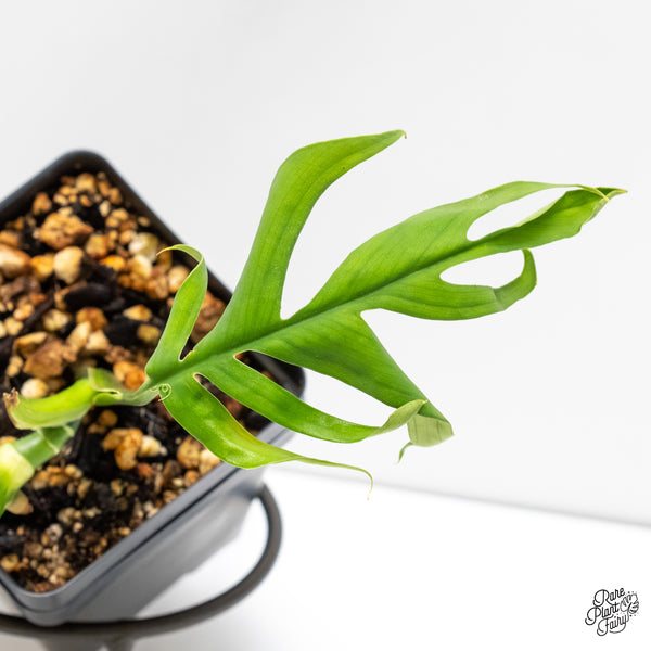 Monstera 'Croatii' (wk6-G)