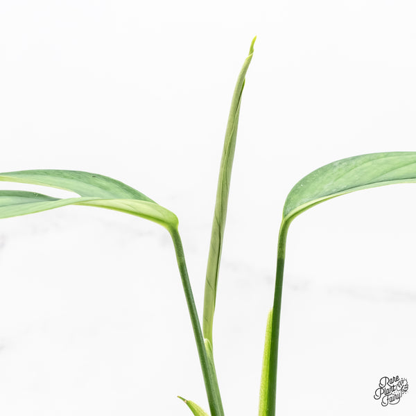 Monstera 'Croatii' (wk6-G)