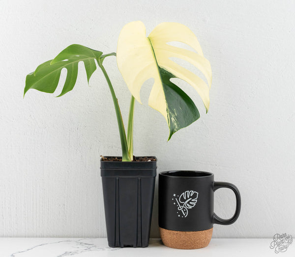 Monstera Deliciosa Mint Variegated NOID (Intermediate Form) (wk11-B)