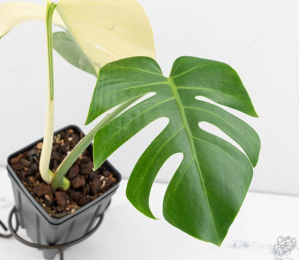 Monstera Deliciosa Mint Variegated NOID (Intermediate Form) (wk11-B)