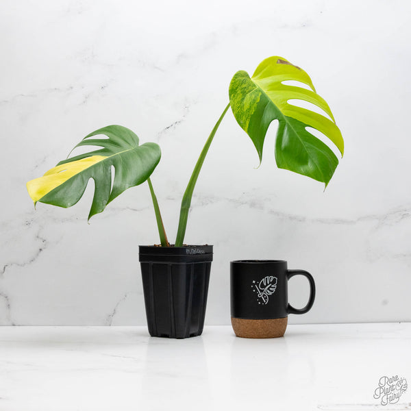 Monstera Deliciosa Aurea Variegated (Large Form) (wk10-C)