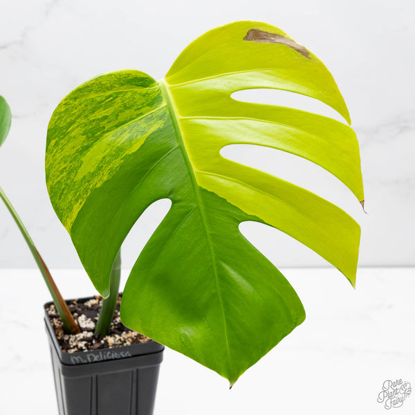 Monstera Deliciosa Aurea Variegated (Large Form) (wk10-C)