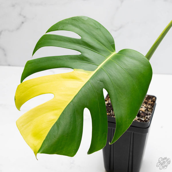 Monstera Deliciosa Aurea Variegated (Large Form) (wk10-C)
