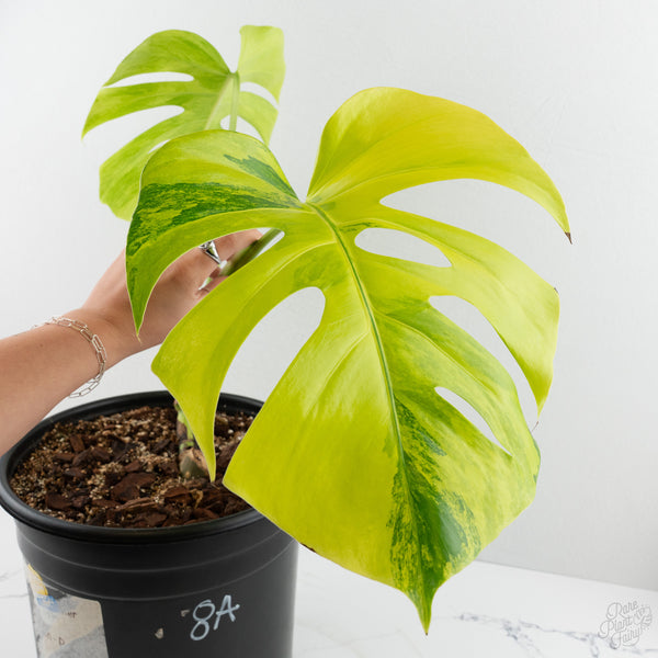 Monstera Deliciosa Aurea Variegated (Small Form/Borsigiana) (wk8-A)