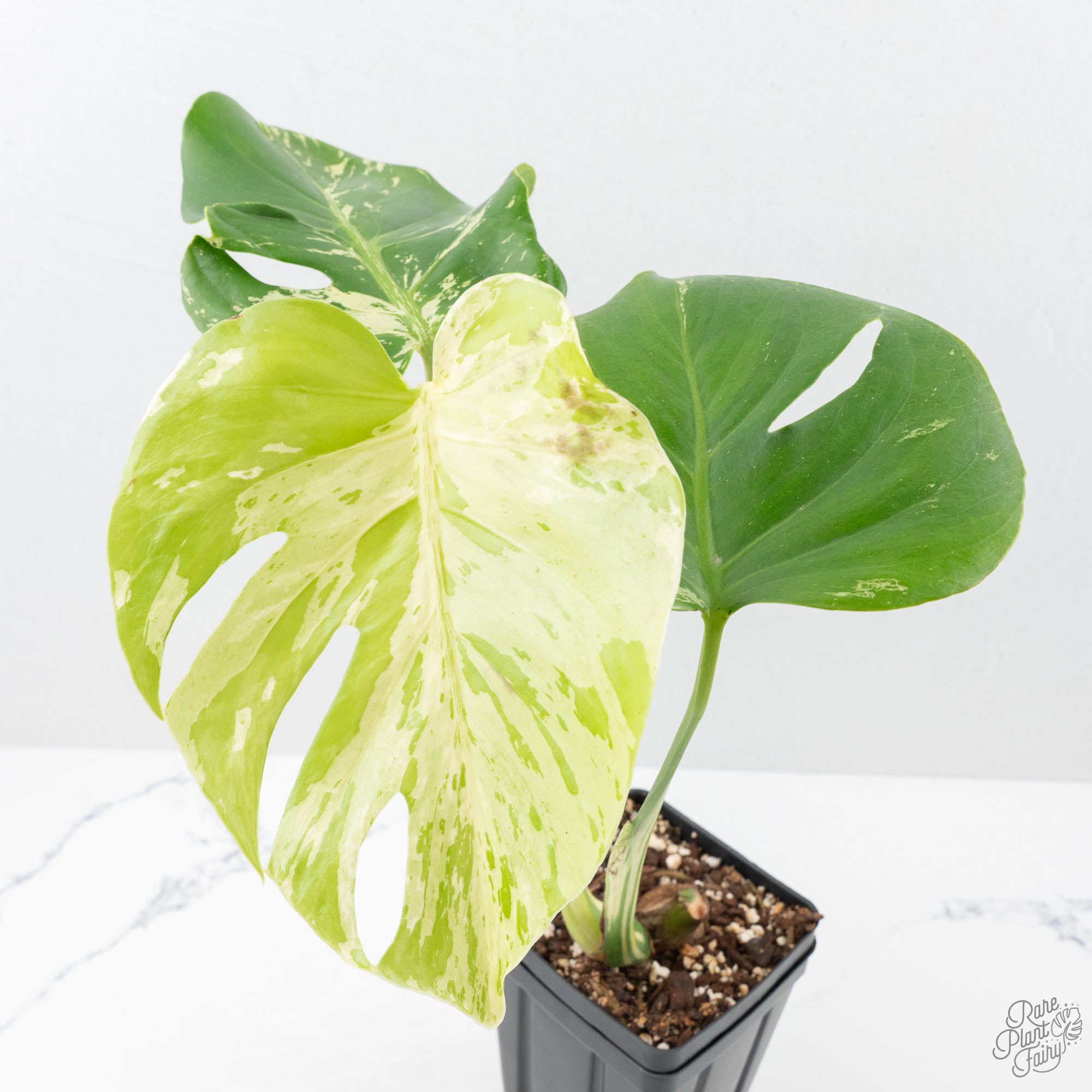 さ*う様 q8品種保証！斑入り保証！Bulbasaurモンステラ バルバソー フ Monstera Deliciosa 'Bulbasaur' (wk21-D) – Rare Plant Fairy