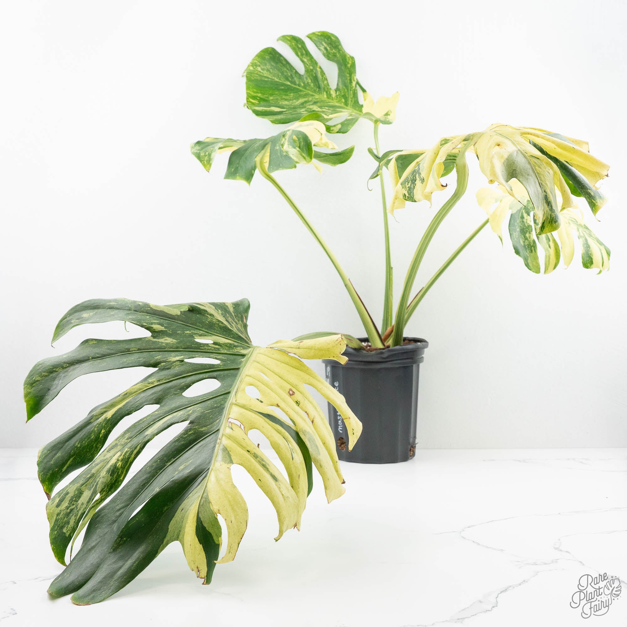 big monstera Monstera Deliciosa 'Masterpiece' (wk19-UL)