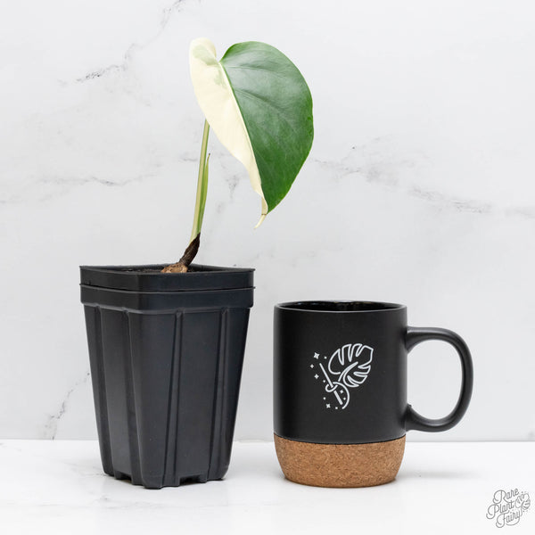 Monstera Deliciosa Mint Variegated NOID (Intermediate Form) (wk10-B)