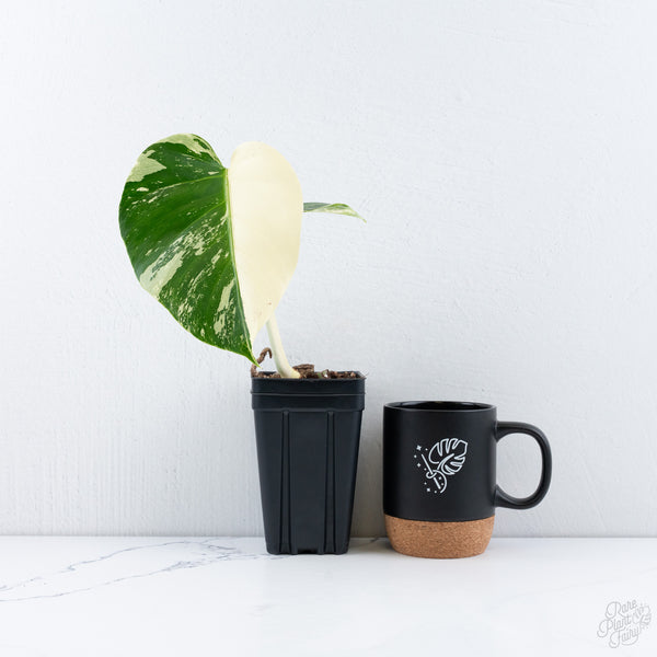 Monstera Deliciosa Mint Variegated NOID (Intermediate Form) (wk10-D)