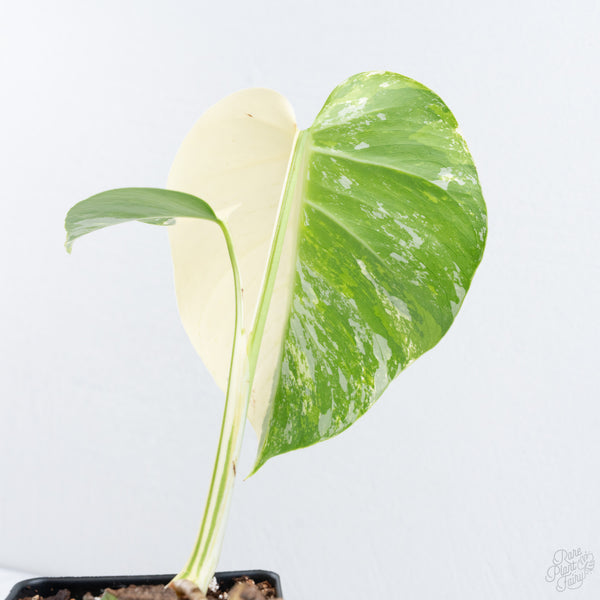 Monstera Deliciosa Mint Variegated NOID (Intermediate Form) (wk10-D)