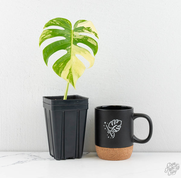 Monstera Deliciosa Mint Variegated NOID (Intermediate Form) (wk11-A)