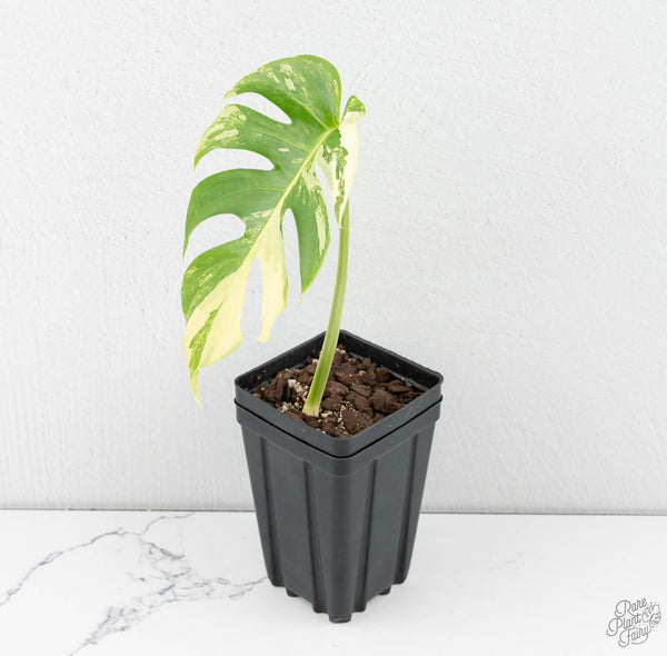 Monstera Deliciosa Mint Variegated NOID (Intermediate Form) (wk11-A)