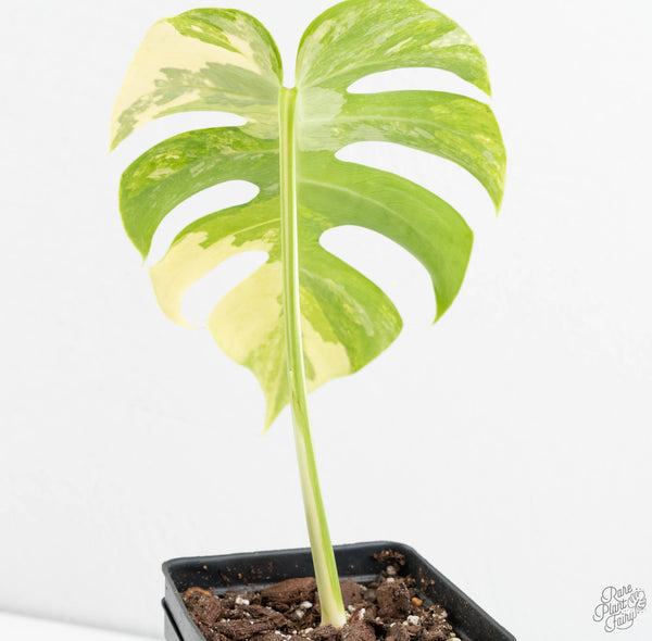 Monstera Deliciosa Mint Variegated NOID (Intermediate Form) (wk11-A)