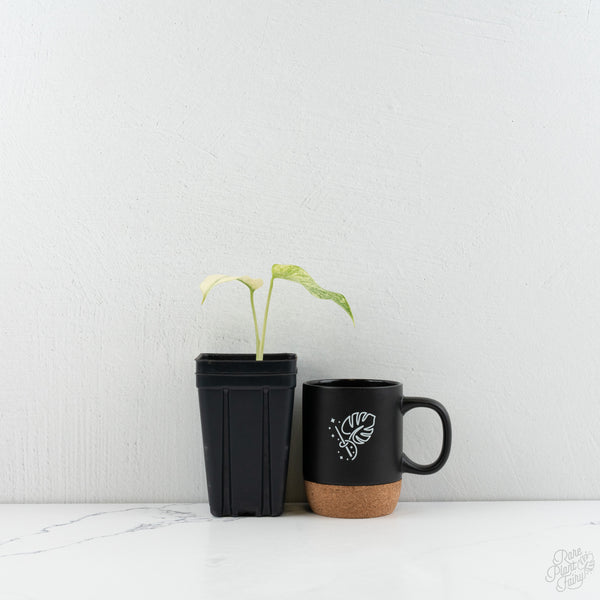 Monstera Deliciosa Mint Variegated NOID (Intermediate Form) (wk8-C)