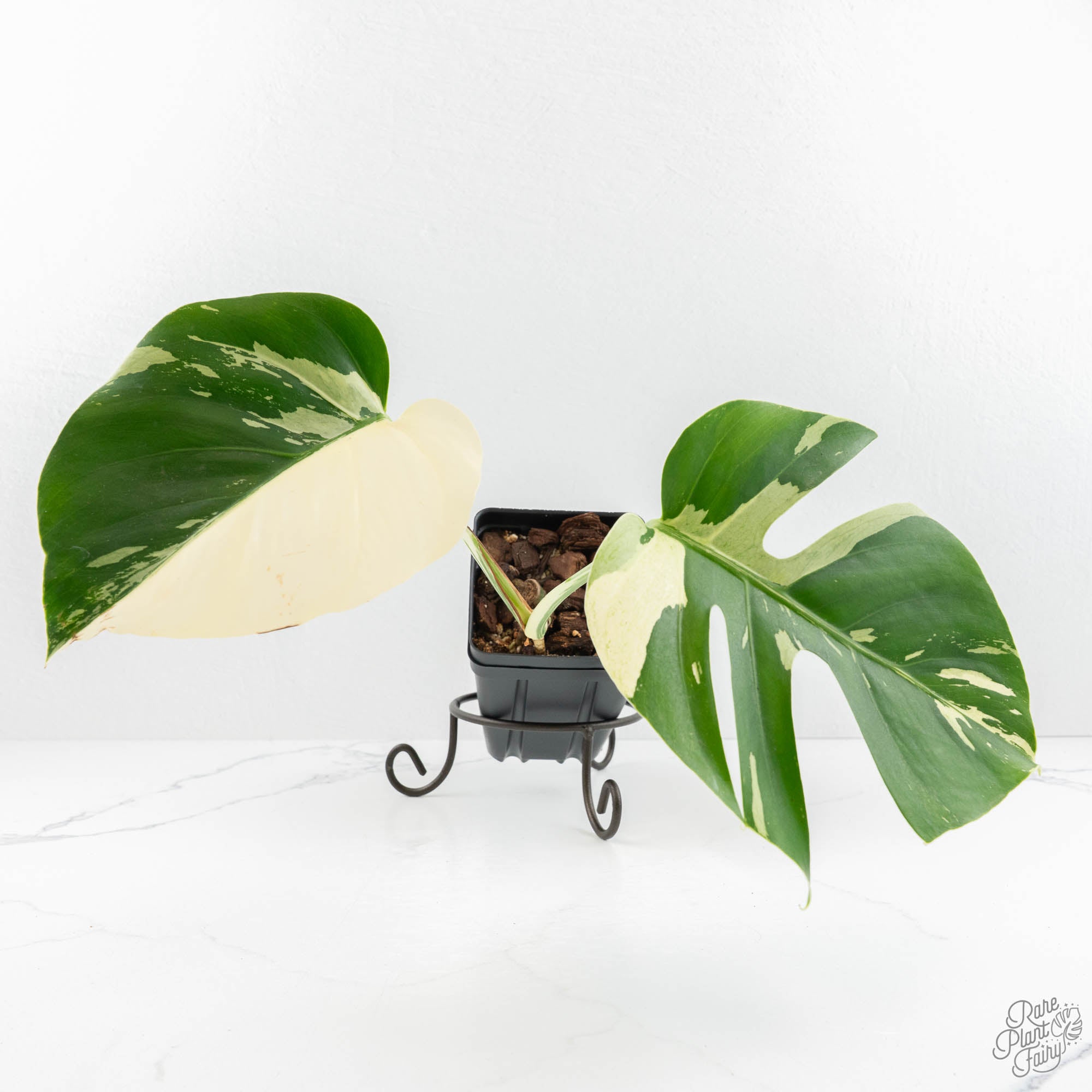 monstera deliciosa mint variegated Monstera Deliciosa Mint Variegated NOID (Intermediate Form) (wk18-B)