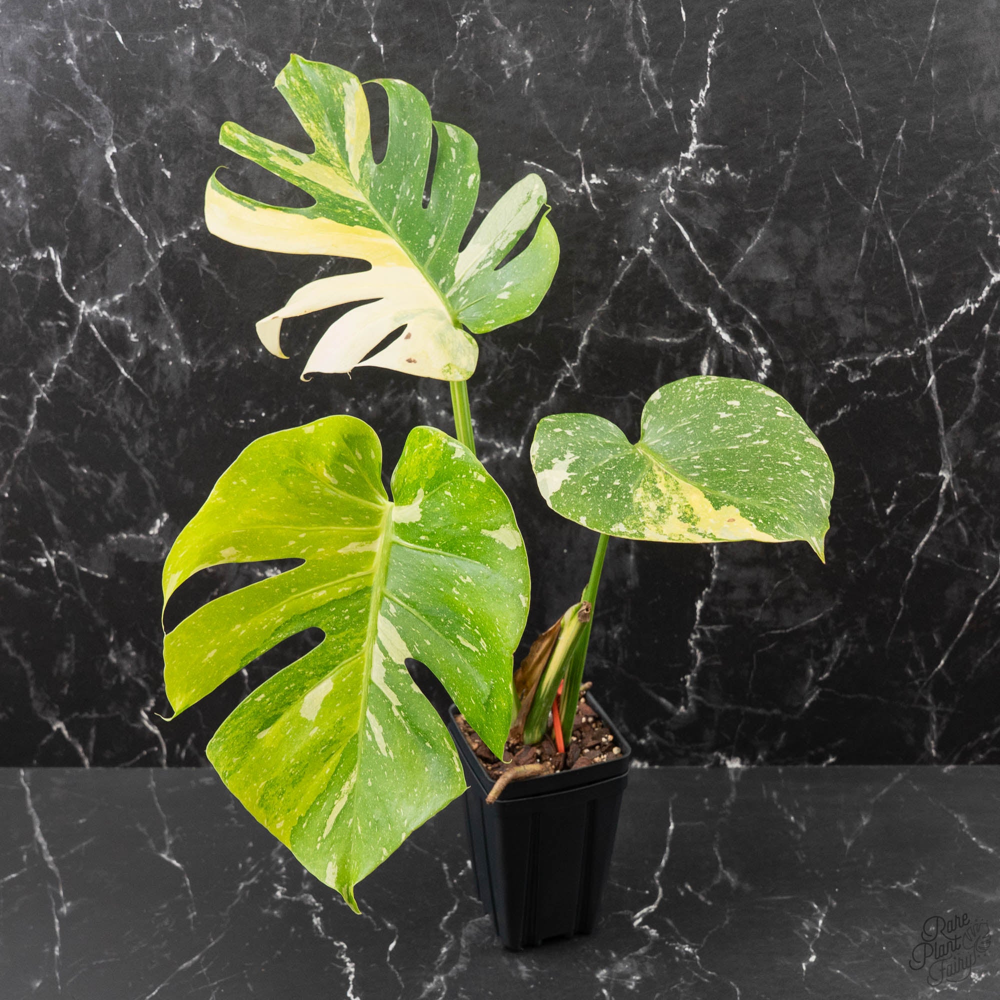Monstera deliciosa 'Miracle' (wk41-U82) – Rare Plant Fairy