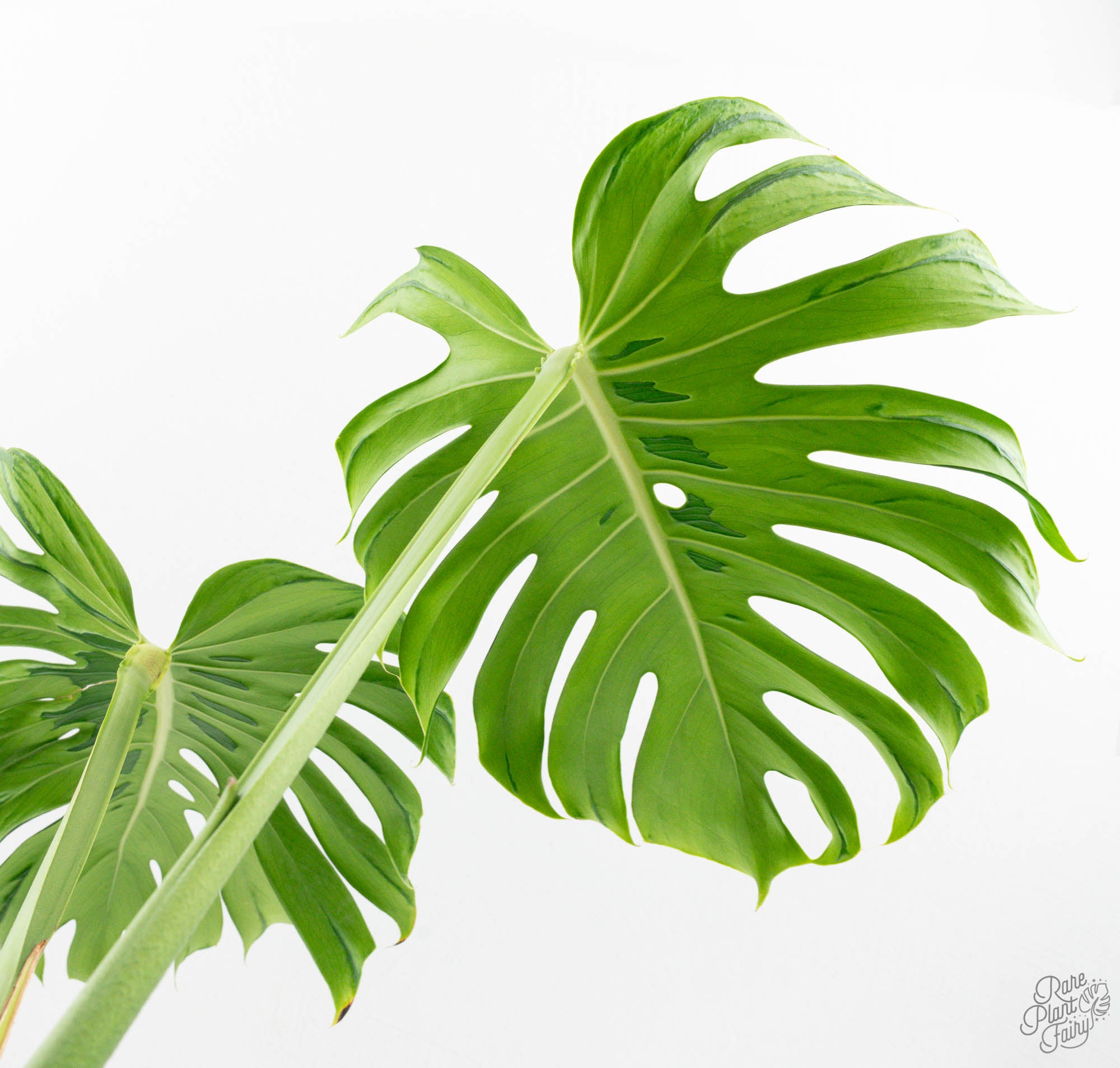 Monstera Deliciosa 'Tattoo' (wk13-UA) *XL* – Rare Plant Fairy