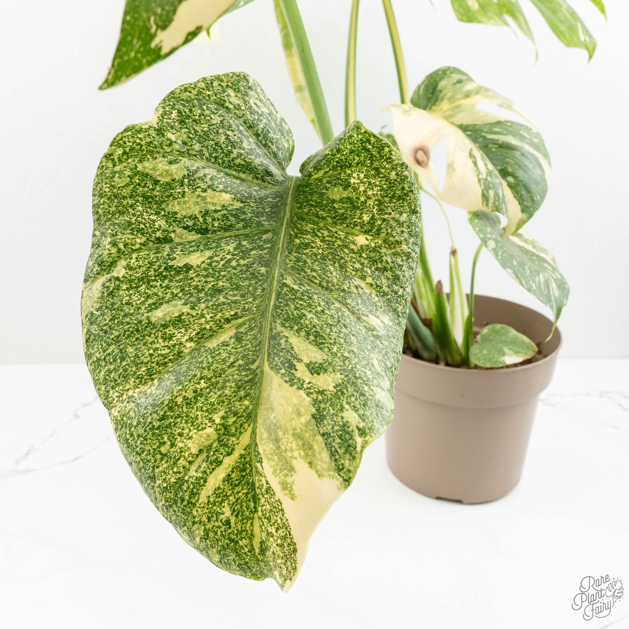 Monstera Deliciosa Thai Constellation Mutation *Starlight Pattern