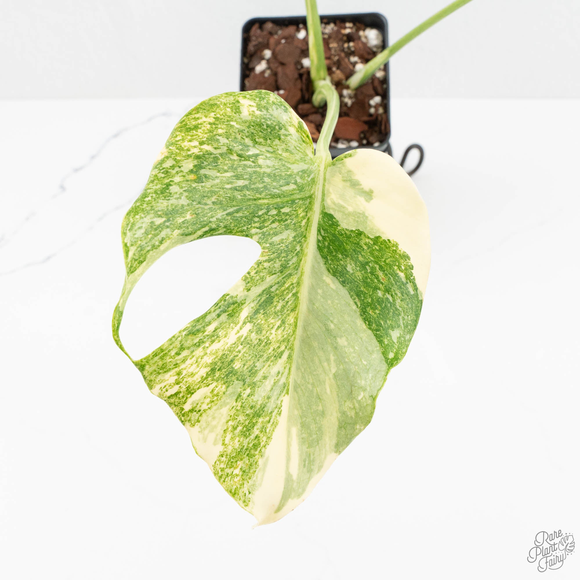Monstera Deliciosa 'Platinum' (wk17-UX) – Rare Plant Fairy