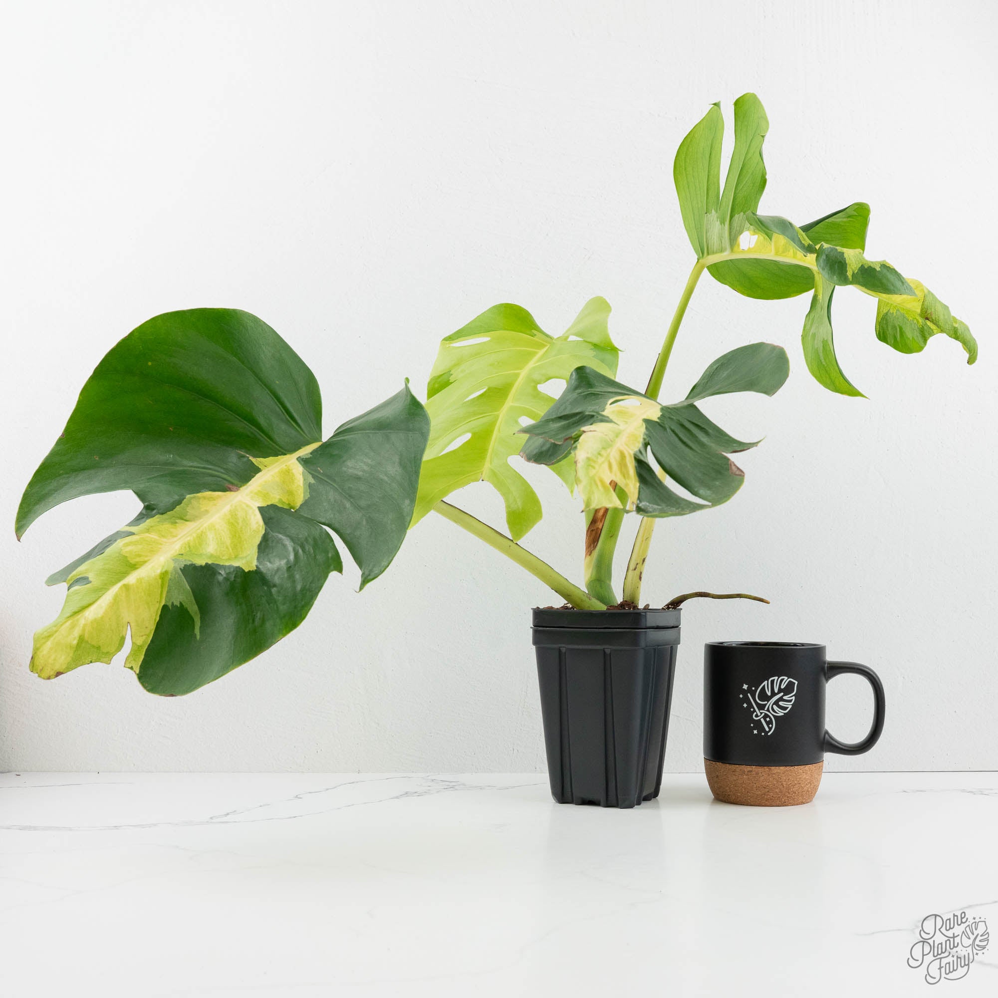 rare white monstera deliciosa Monstera Deliciosa 'White Lava' (wk18-UT)