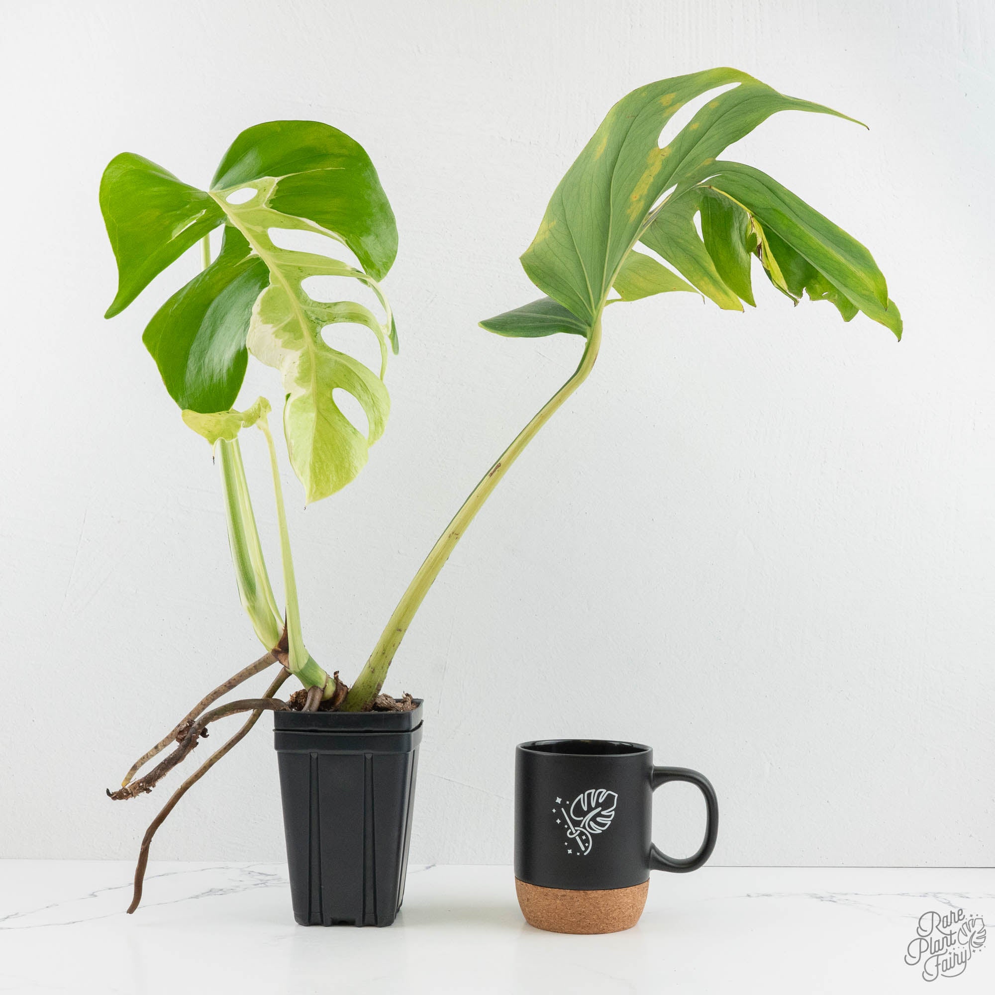 Monstera Deliciosa 'White Lava' (wk14-UL) – Rare Plant Fairy