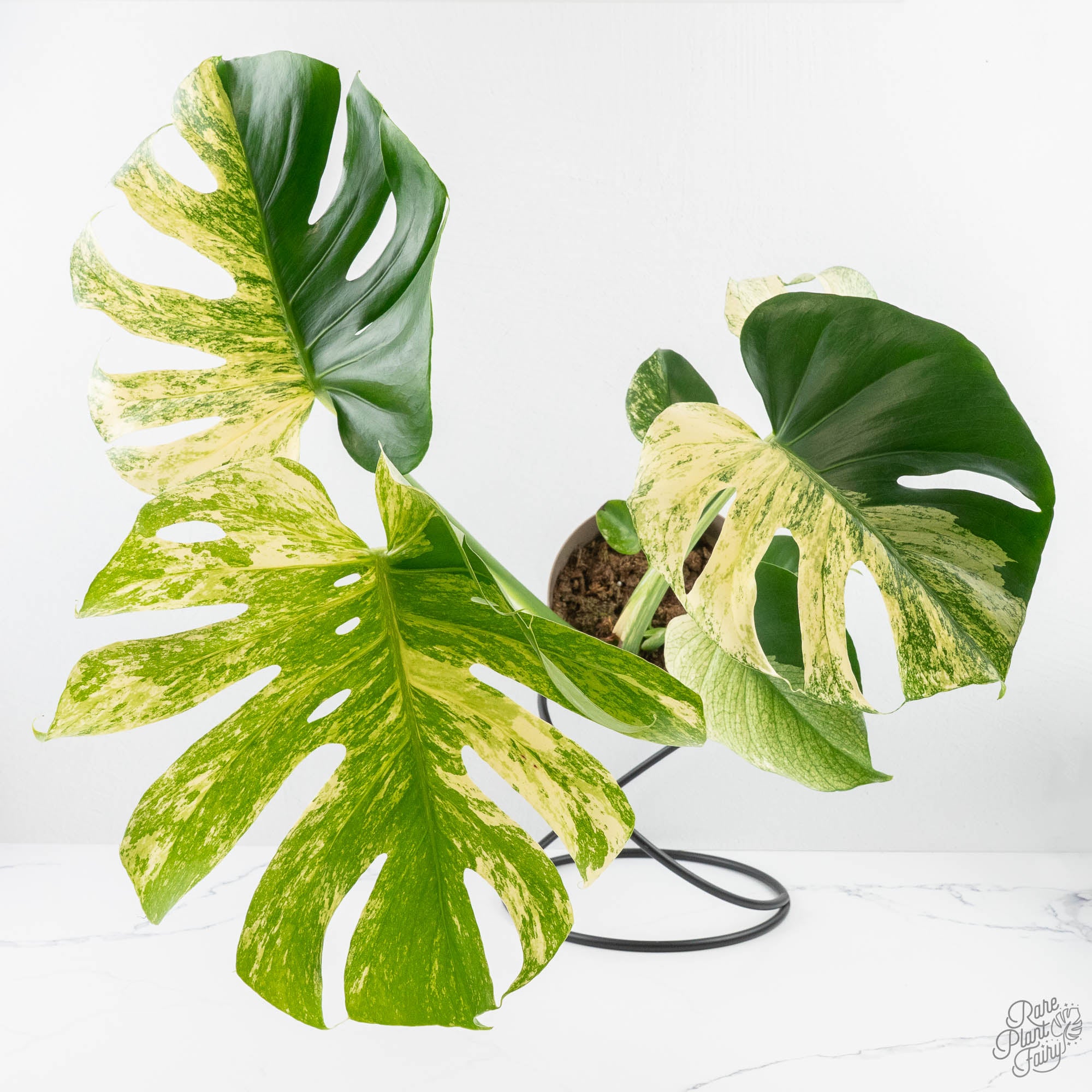 half moon monstera deliciosa Monstera Deliciosa 'White Monster' (wk24-UK) *Half Moon* – Rare Plant Fairy