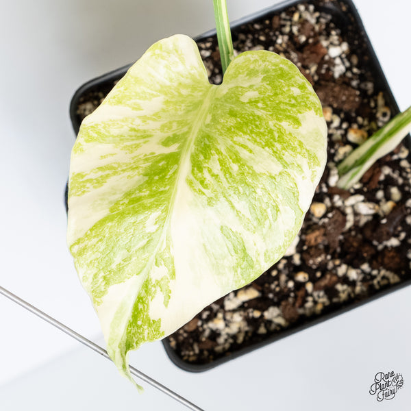 Monstera Deliciosa 'Creme Brûlée' (wk4-UI)