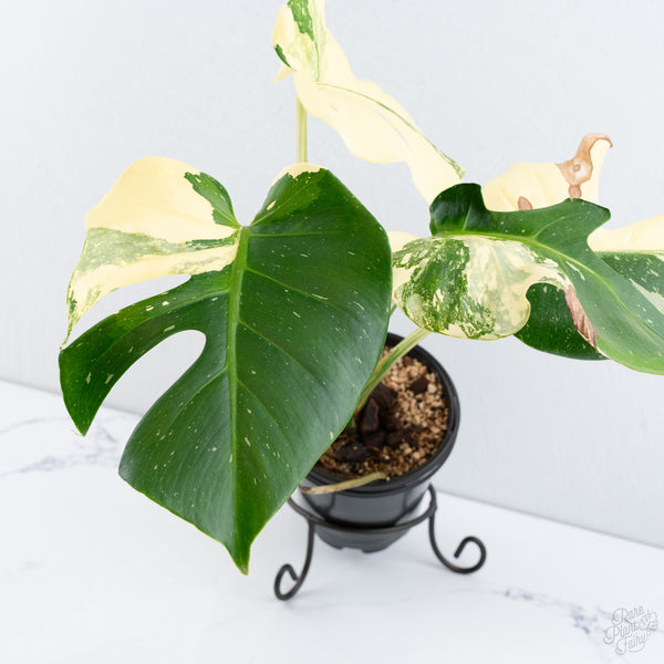 Monstera Deliciosa 'Creme Brûlée' (wk10-UE)