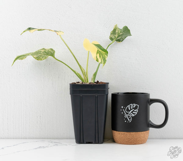 Monstera Deliciosa 'Creme Brûlée' (wk11-C)