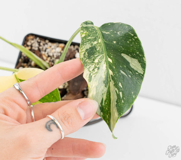 Monstera Deliciosa 'Creme Brûlée' (wk11-C)