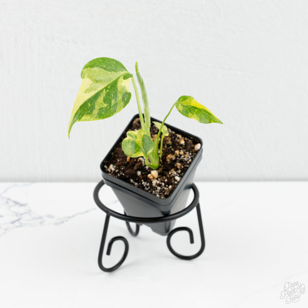 Monstera Deliciosa 'Electrolyte' *Starter Size- Preorder *