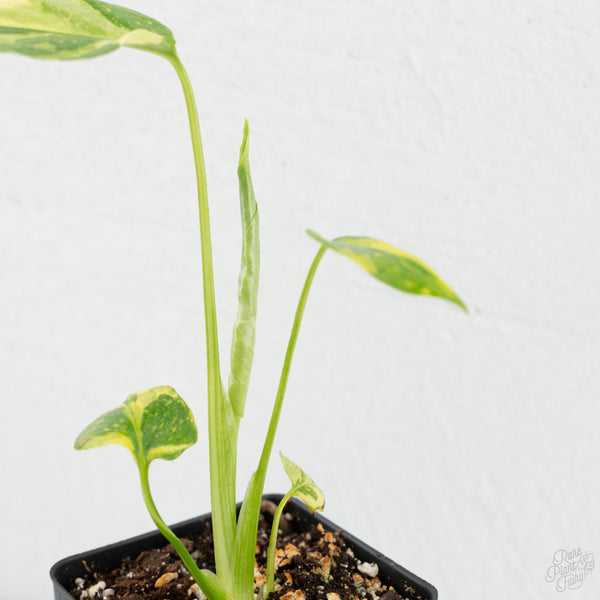 Monstera Deliciosa 'Electrolyte' *Starter Size- Preorder *