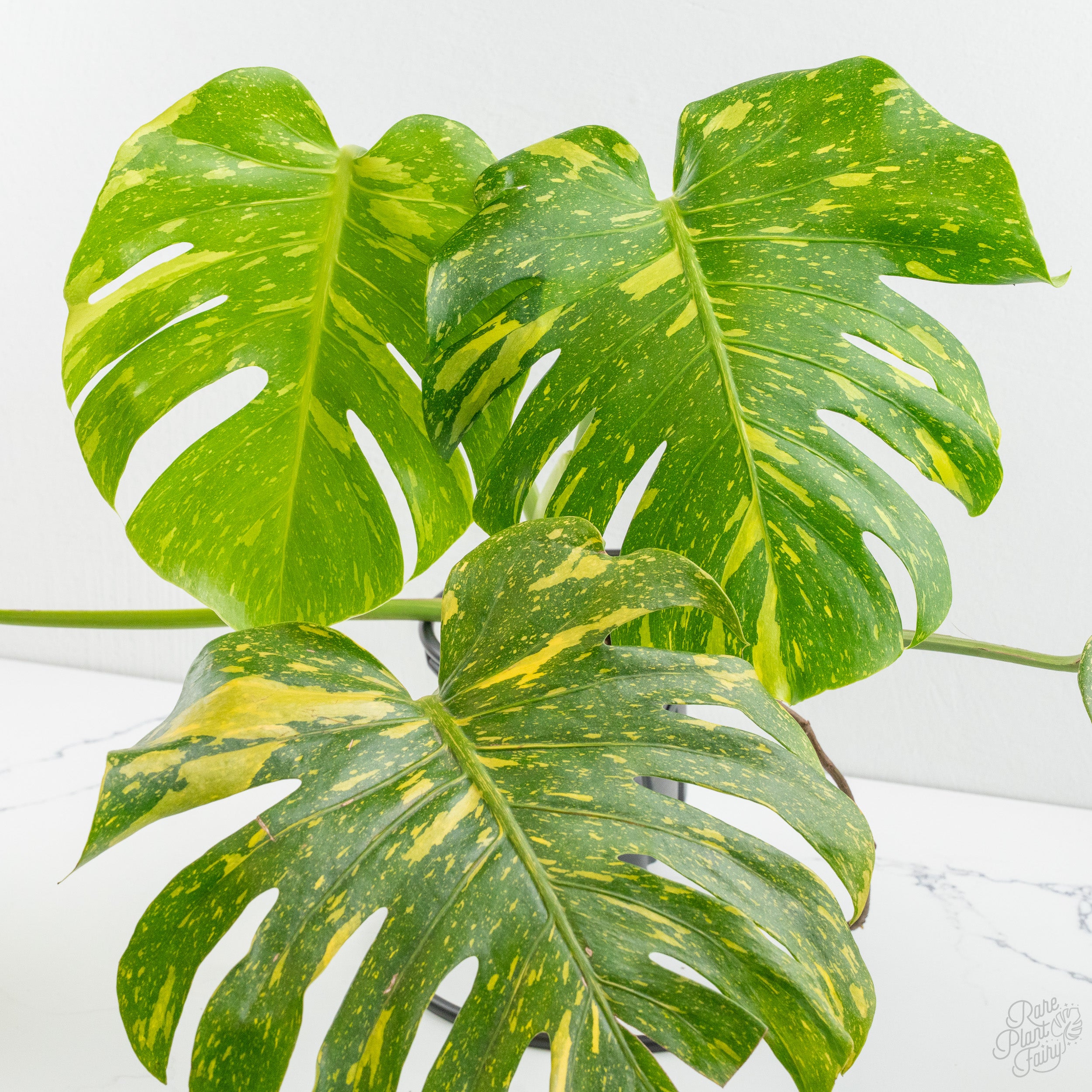monstera. Monstera deliciosa 'Electrolyte' *Grower's Choice*