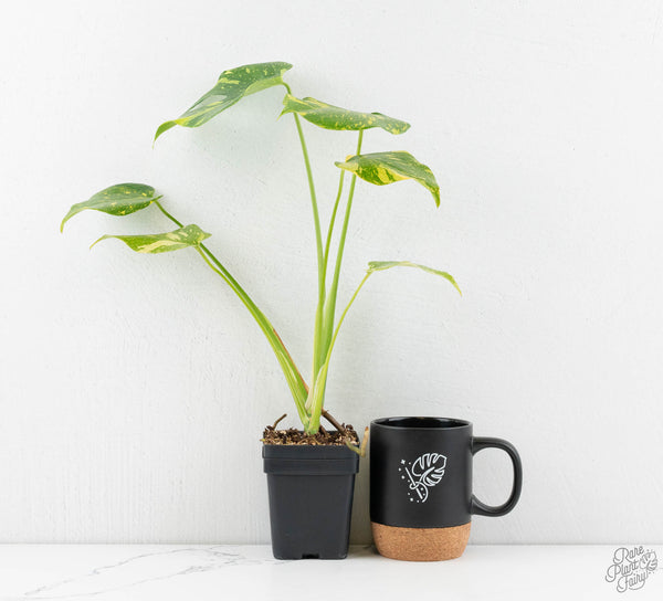 Monstera Deliciosa 'Electrolyte' (wk11-UP)