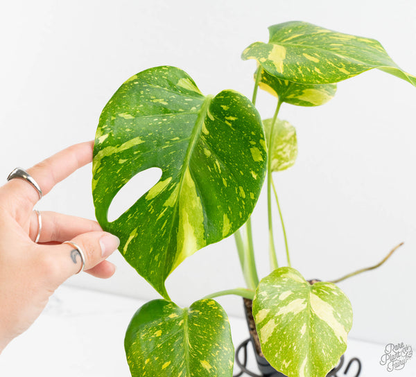 Monstera Deliciosa 'Electrolyte' (wk11-UP)