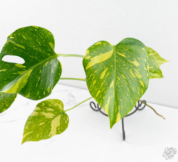 Monstera Deliciosa 'Electrolyte' (wk11-UP)