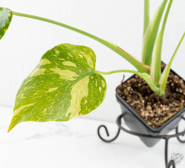 Monstera Deliciosa 'Electrolyte' (wk11-UP)