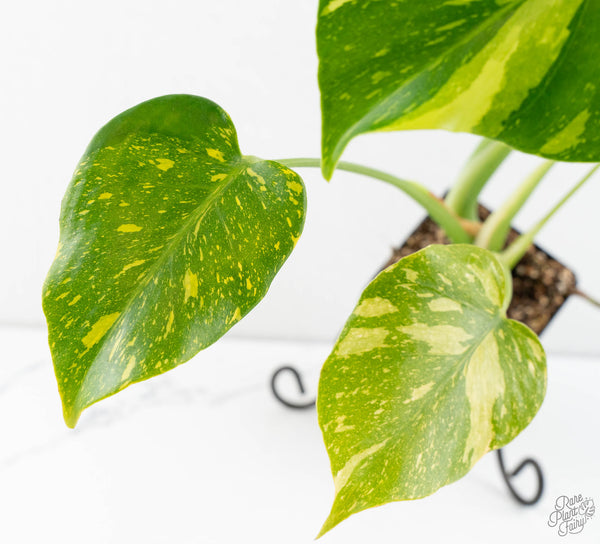 Monstera Deliciosa 'Electrolyte' (wk11-UP)