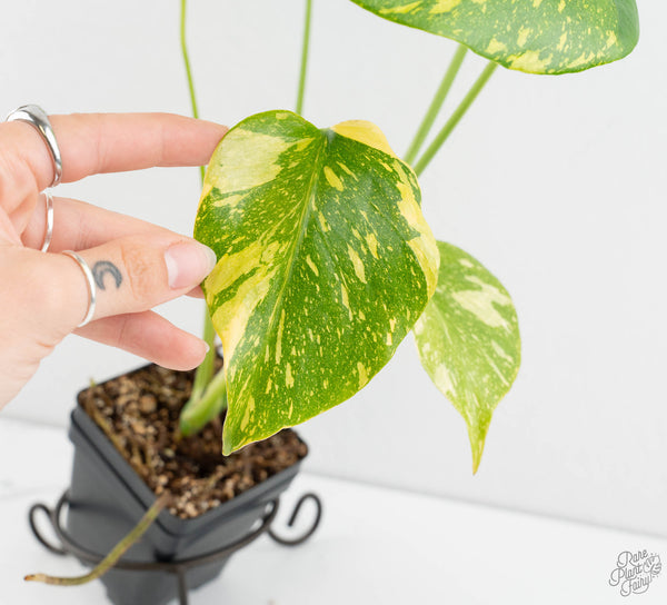 Monstera Deliciosa 'Electrolyte' (wk11-UP)