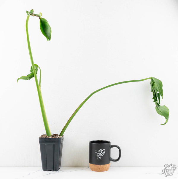 Monstera Deliciosa 'Hurricane' (wk11-UL)