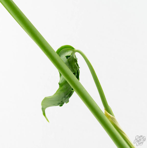 Monstera Deliciosa 'Hurricane' (wk11-UL)