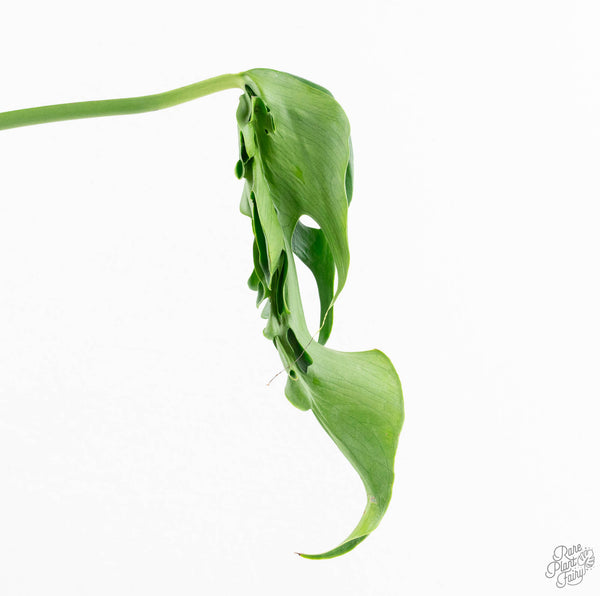 Monstera Deliciosa 'Hurricane' (wk11-UL)