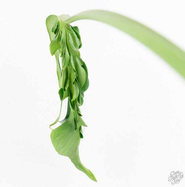 Monstera Deliciosa 'Hurricane' (wk11-UL)