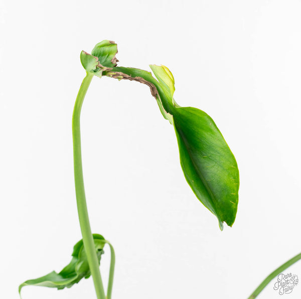 Monstera Deliciosa 'Hurricane' (wk11-UL)