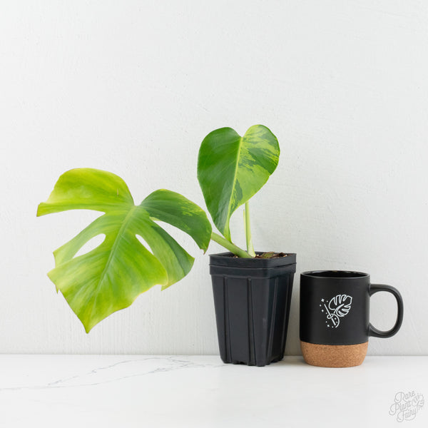 Monstera Deliciosa 'Light Lime' (wk9-US)
