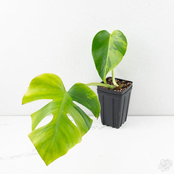 Monstera Deliciosa 'Light Lime' (wk9-US)