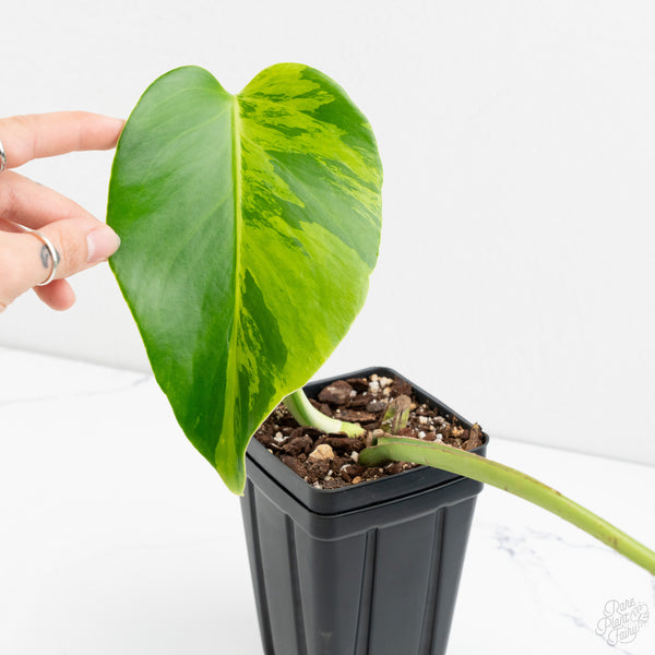 Monstera Deliciosa 'Light Lime' (wk9-US)