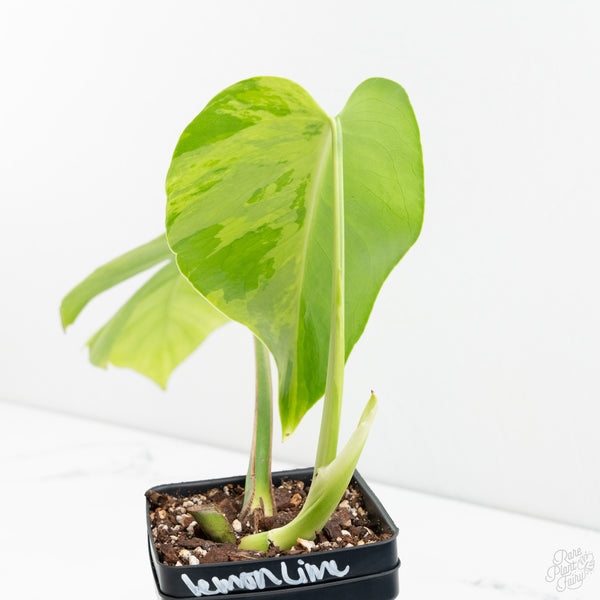 Monstera Deliciosa 'Light Lime' (wk9-US)