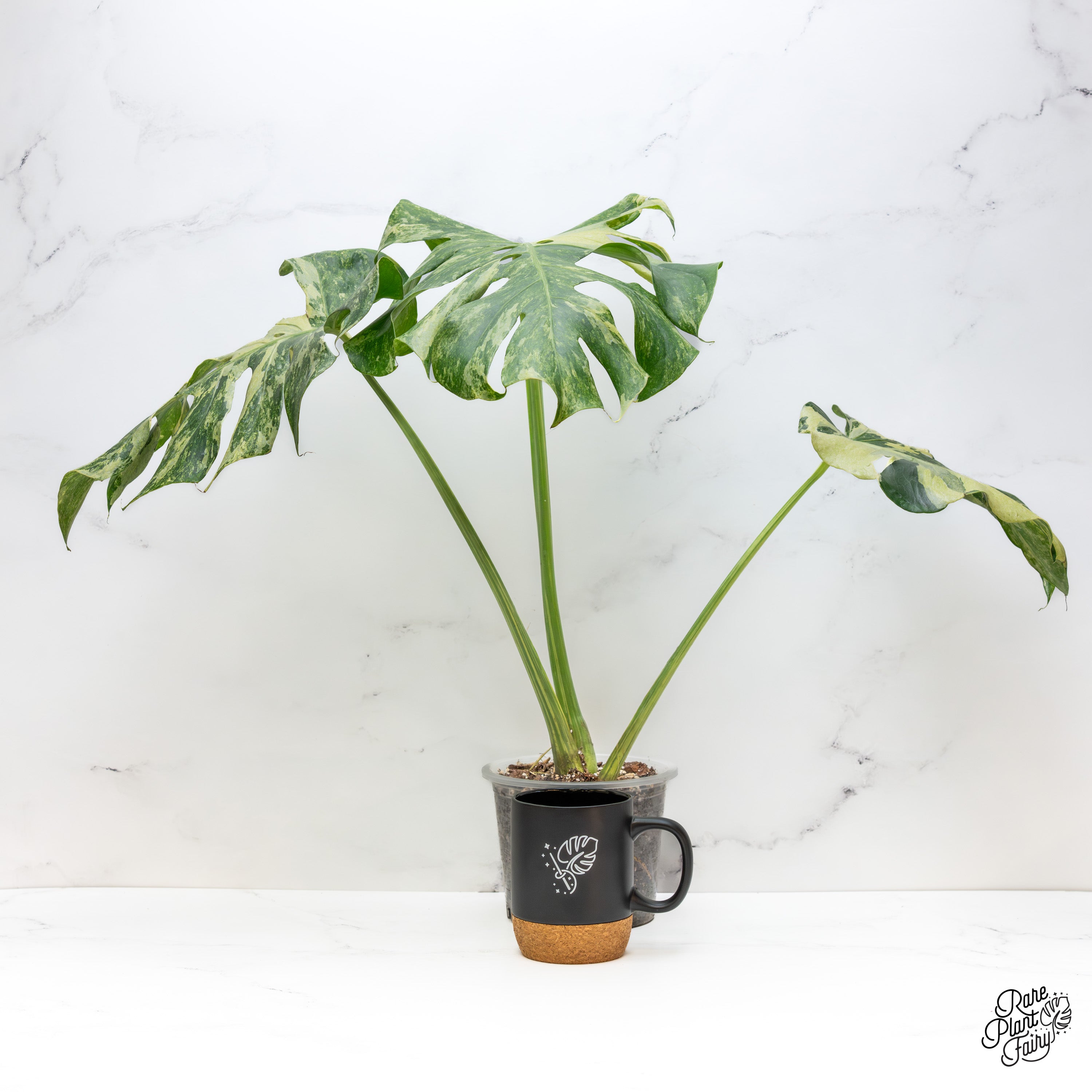超レアMonstera Green on Green Mint The Rare Monstera Deliciosa Mint Variegated Houseplant