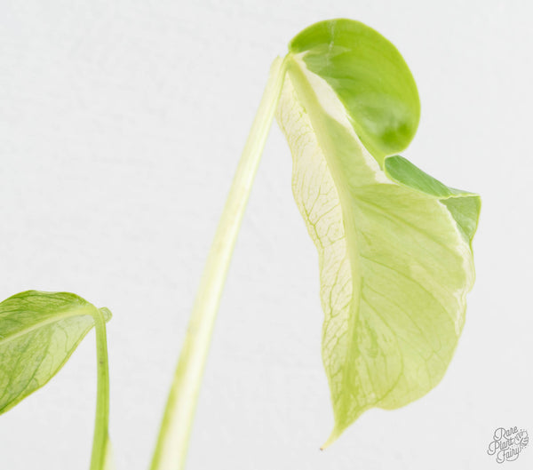 Monstera Deliciosa 'White Lava' (wk11-UM)